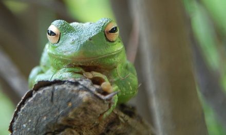 Reptile Day offers guidelines for amphibian-friendly yards