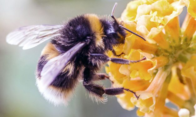 Bumble Bee Brigade tracks Wisconsin species one photo at a time