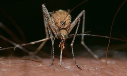 Health Department reports Mosquitos test positive again this year for West Nile Virus