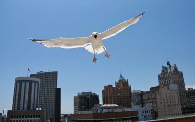 With Fiserv Forum noted as first Avian-Friendly Arena, birds can continue dive bombing people