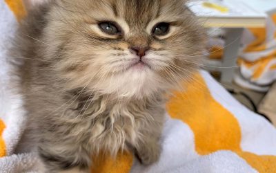 Saving Nala: Sip & Purr Cat Café rescues homeless Egyptian kitten