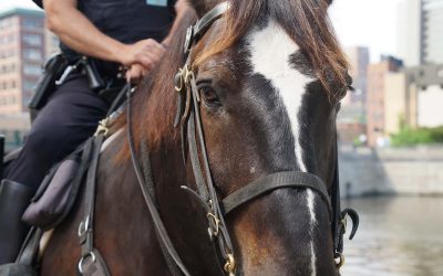 New home of MKE Urban Stables to combine mounted police with equine-assisted therapy