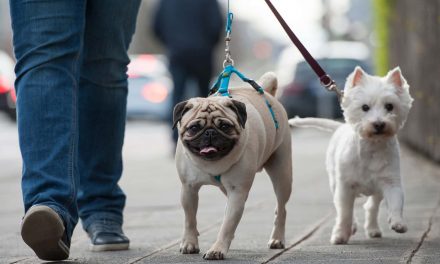 New study identifies how pets enforce boundaries of racial segregation in neighborhoods