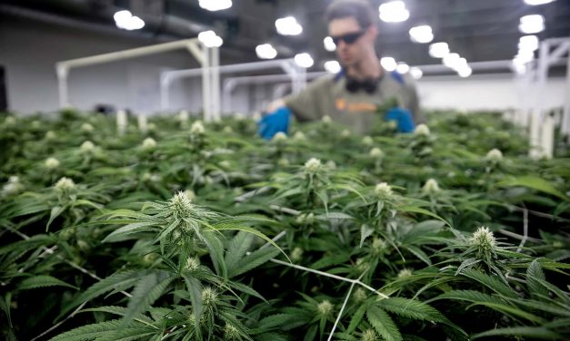 Big Cannabis: Billions up for grabs as states move to legalize marijuana