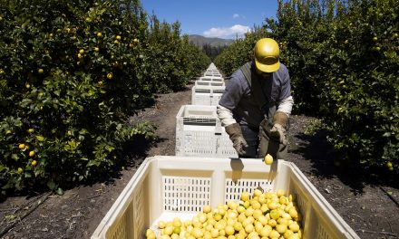 Essential Labor: America’s food supply depends on the foreign-born workers marginalized by Trump