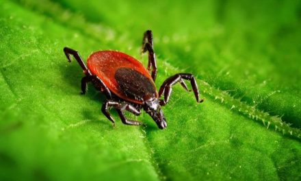 Staying Safe Outdoors: Lyme disease symptoms and other summer illnesses could be mistaken for COVID-19