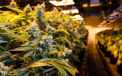 Wisconsin proposes legalization of recreational marijuana to provide more tax revenue and create jobs