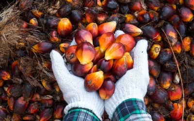 From slavery to skin care: How palm oil became the most hated crop and most used source of fat