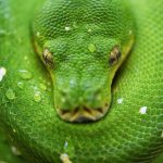 Just as poisonous snakes require specific antivenoms, there is no one-size-fits-all remedy for discrimination