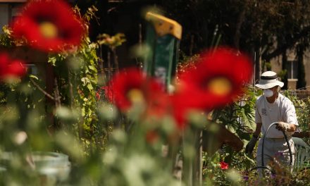 Dirt, sweat, and tranquility: How the pandemic’s gardening boom became a refuge for public health