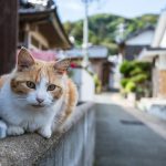 Meow Meow Meow: Celebrating our furry companions ahead of the midterm elections on National Cat Day