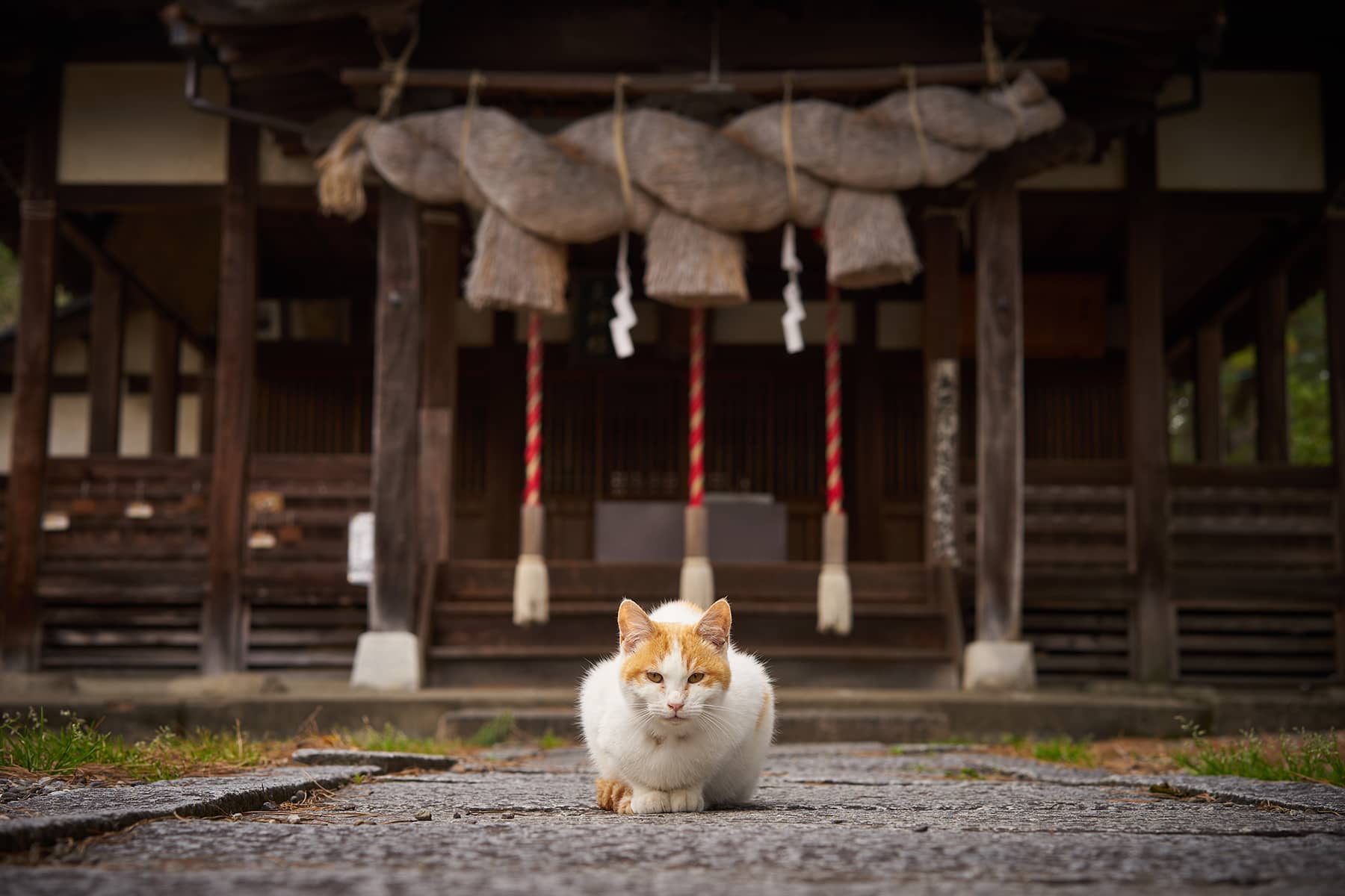 02_102322_CatDay_STK_Neko_Tagu