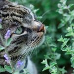 Kitty Kryptonite: Understanding the behavioral impact of catnip’s nepetalactone on felines and humans