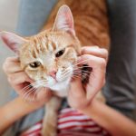 Emotional Relief: Studies show cats and other kinds of pet therapy helps to improve the wellbeing of patients