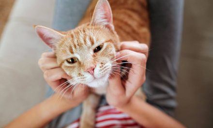 Emotional Relief: Studies show cats and other kinds of pet therapy helps to improve the wellbeing of patients