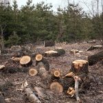 Carbon Budget: Why reducing deforestation is vital to protecting biodiversity and slowing climate change