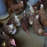 Avian Influenza: Costs pile up and health concern spreads as bird flu outbreak enters second year