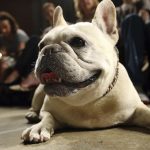 Beloved and debated: The French bulldog becomes top dog breed in America for first time in 30 years
