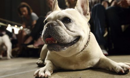 Beloved and debated: The French bulldog becomes top dog breed in America for first time in 30 years