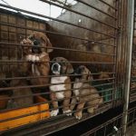 Growing efforts to outlaw South Korea’s dog meat industry face a mix of support and opposition