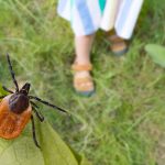 CDC says a rare red meat allergy triggered by tick bites is becoming more common