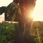 Sexual Violence: How the United States could reduce a pervasive threat for female farm workers