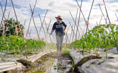 Why the Green Revolution is not a blueprint for feeding a hungry planet but a dire warning