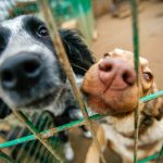 Pandemic puppies: Animal shelters face overcrowding as families abandoned pets over housing struggles
