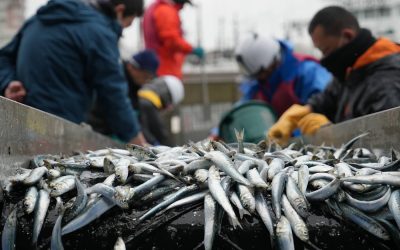 Seafood Safety: Profits surge as Japanese consumers rally behind Fukushima’s fishing industry