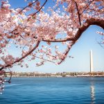 Gift of Friendship: Japan promises Washington 250 new Sakura trees to mark America’s 250th birthday in 2026