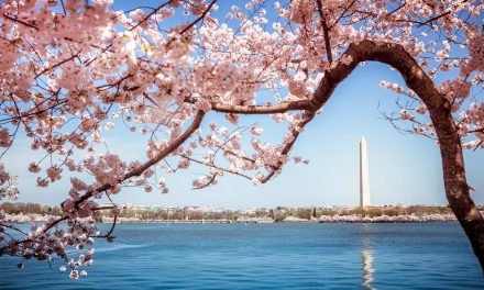 Gift of Friendship: Japan promises Washington 250 new Sakura trees to mark America’s 250th birthday in 2026
