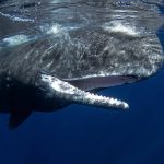 Phonetic alphabet: Scientists find basic building blocks of sperm whale language after years of effort