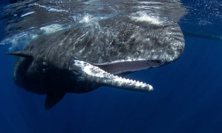 Phonetic alphabet: Scientists find basic building blocks of sperm whale language after years of effort