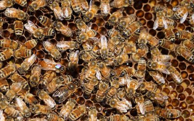 Urban beekeeping: How essential pollinators sustain agriculture and ecosystems in Milwaukee