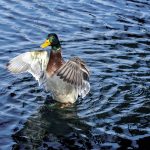What to know about the risks to backyard bird feeders from the avian influenza outbreak in wild fowl