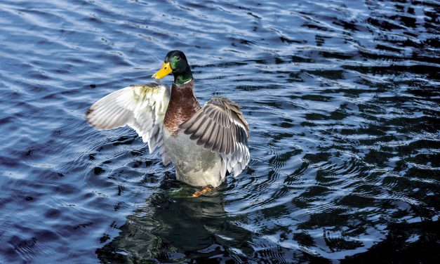 What to know about the risks to backyard bird feeders from the avian influenza outbreak in wild fowl
