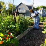 Milwaukee’s Urban Farming: How a Rust Belt City cultivated a grassroots idea into a national model