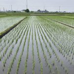 Rice crisis deepens in Japan as government missteps trigger supply shortages and rising public anger