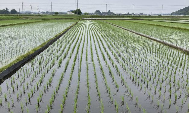 Rice crisis deepens in Japan as government missteps trigger supply shortages and rising public anger