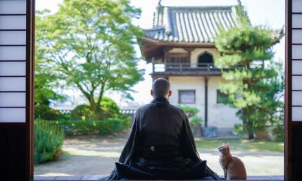 Rare bobtail cats are considered good luck in Japan and Nagasaki is overflowing with them